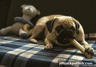 jdb电子超级大奖玩家必看：半岛体育存款赠送活动全攻略