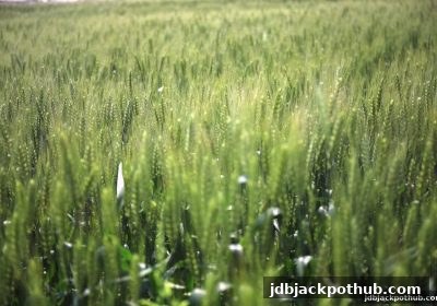 新手礼包与提款手续费全攻略：jdb电子超级大奖助你优化游戏资金