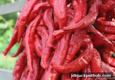 龙虎斗玩家必读：jdb电子超级大奖平台风险保障申请表全流程详解